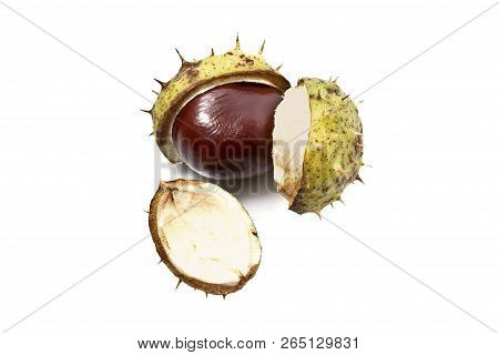 One Horse Chestnut Fruit , Close-up, On A White Background.
