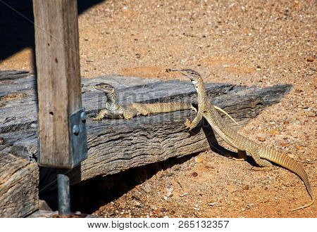 Sand goanna at a wooden lodge on rocky ground in South Australia 