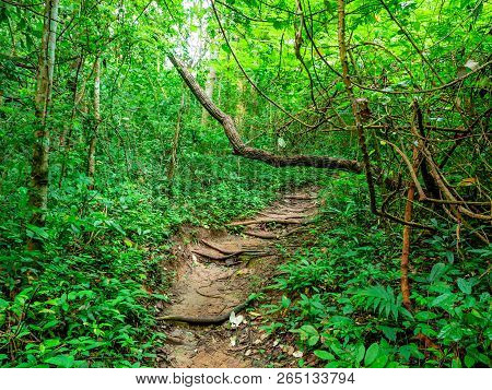 Forest Walkway To The Top Of The Khao Luang Mountain In Ramkhamhaeng National Park,sukhothai Provinc