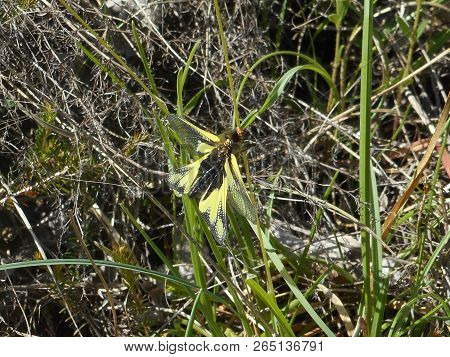 Owlflies Butterfly Black Yellow In The Mountains Of Italy