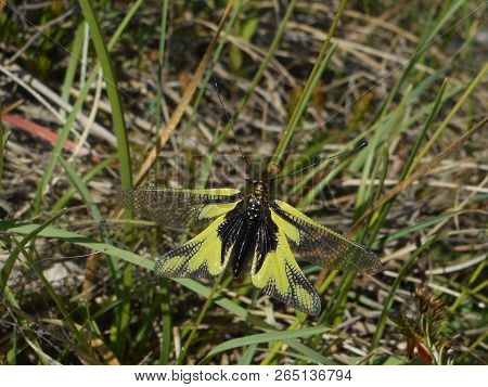 Owlflies Butterfly Black Yellow In The Mountains Of Italy