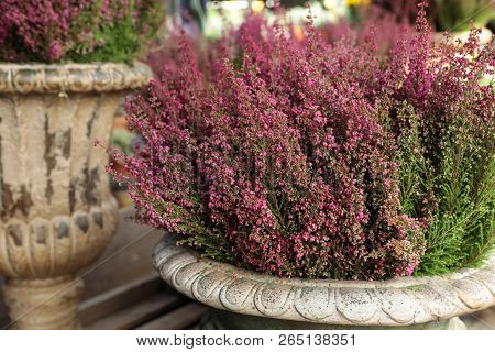Erica Gracilis Flowering Plant Family Ericaceae In The Beautiful Ceramic Flowers Pot.