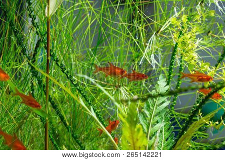 Group Of Ember Tetras Or Hyphessobrycon Amandae In Planted Tropical Fresh Water Aquarium