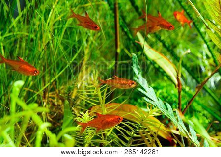 Group Of Ember Tetras Or Hyphessobrycon Amandae In Planted Tropical Fresh Water Aquarium