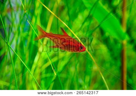 Small Beauty Ember Tetra Or Hyphessobrycon Amandae In Planted Tropical Fresh Water Aquarium