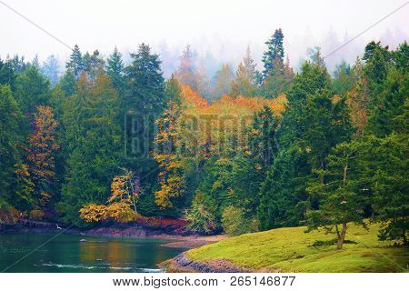 Lush Green Pine And Deciduous Forest During Autumn With Green Grass Besides A Lake Taken In A Rural 