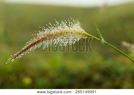 Many Dewdrops On Beautiful Poaceae Grass Flower With Blurred Mountain Background.