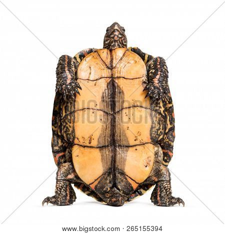 Plastron of the ornate or painted wood turtle, Rhinoclemmys pulcherrima, in front of white background