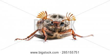 Summer chafer or European june beetle, Amphimallon solstitiale, in front of white background
