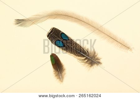 Group Of Three Colorful Feathers On White