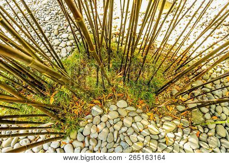 Bamboo Growing In The Monte Palace Tropical Garden On Maderia - Portugal