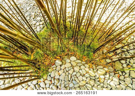 Bamboo Growing In The Monte Palace Tropical Garden On Maderia - Portugal