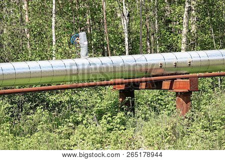 A Pipeline Abouve Ground Going Through A Forest Area