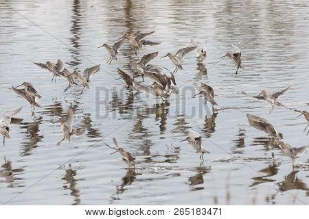 Long Billed Dowitcher In Pond At Vancouver Bc Canada.