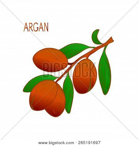 Argan. Plant. Branch, Fruit, Leavesl. Sketch. Logo, Emblem.