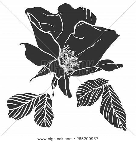 Vector Design With Flower Loach. Elements Isolated On White Background. In Black And White Style. Ca