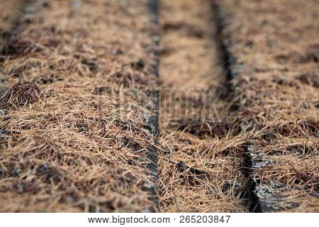 Old Wooden Boards Covered With Dry Moss, Dry Spruce Needles In The Village, Rustic Background
