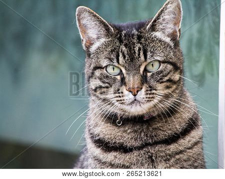 Cat Posing For The Camera.