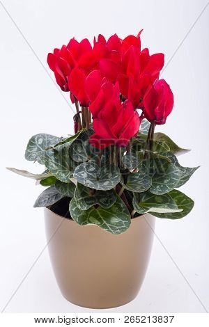 The Persian Cyclamen Flower Isolated On White Background