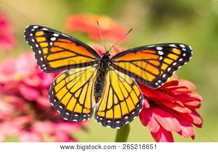 Gorgeous Viceroy butterfly resting on a Zinnia flower with wings wide open, shortly after eclosing from chrysalis