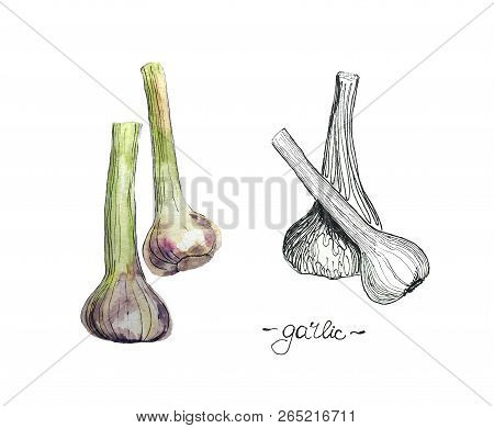 Illustration Of Watercolor And Linear Drawing Garlic.
