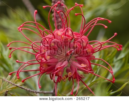 Grevillea