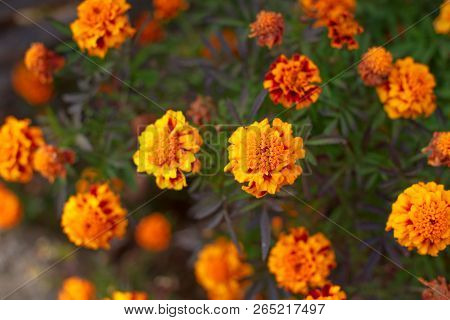 Autumn Orange Flowers On The Ground Tagetis Bloom In A Row Years Natural Plant Selective Focus Blurr