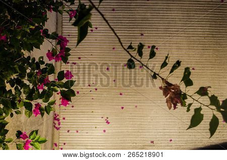 Pink Flowers With Green Leaves Against The Background Of A Street With Crossed Lines, Beautiful Back