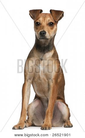 Blandet race hund, 7 maaneder gamle, stående foran hvid baggrund