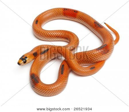 Tricolor Patternless Honduran milk snake, Lampropeltis triangulum hondurensis, in front of white background