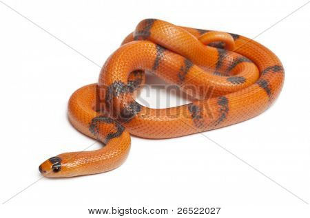 Tricolor Reverse Honduran milk snake, Lampropeltis triangulum hondurensis, in front of white background