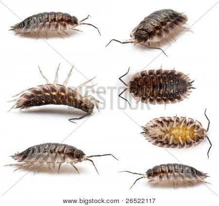 Collage aus gemeinsamen Motorradhelm, Oniscus Asellus, in front of white background