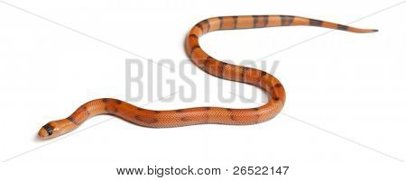 Tricolor Reverse Honduran milk snake, Lampropeltis triangulum hondurensis, in front of white background