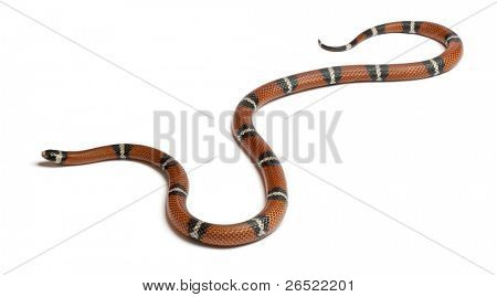 Milk snake or milksnake, Lampropeltis triangulum nelsoni, in front of white background