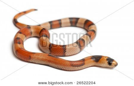 Tricolor Reverse Honduran milk snake, Lampropeltis triangulum hondurensis, in front of white background