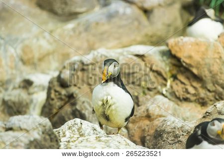 Bird, Wildlife And Zoo Concept - Atlantic Puffin Or Common Puffin