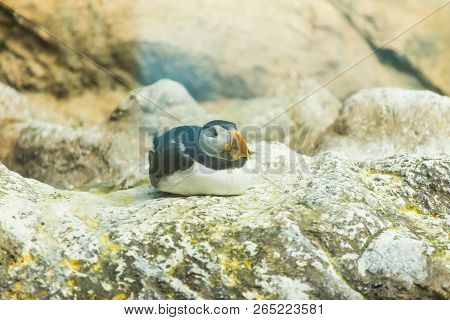 Bird, Wildlife And Zoo Concept - Atlantic Puffin Or Common Puffin