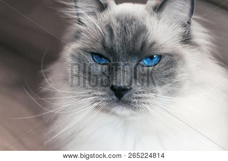 Portrait Of Beautiful Ragdoll Cat With Blue Eyes