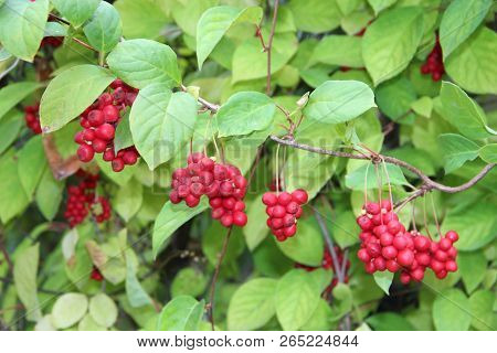 Branches Of Red Schisandra Hanging In Row. Bunches Of Ripe Schizandra