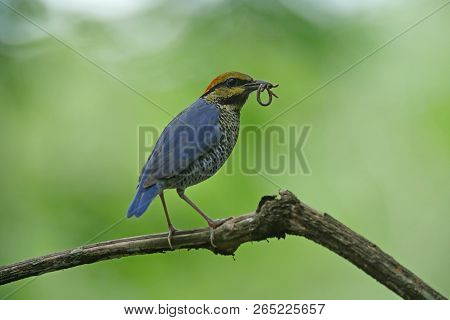 Blue Pitta (pitta Cyanea) On Breeding Season At Keang Krachan National Park, Thailand