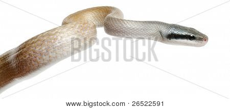 Skønhed rotte slange, Orthriophis taeniurus ridleyi, foran hvid baggrund