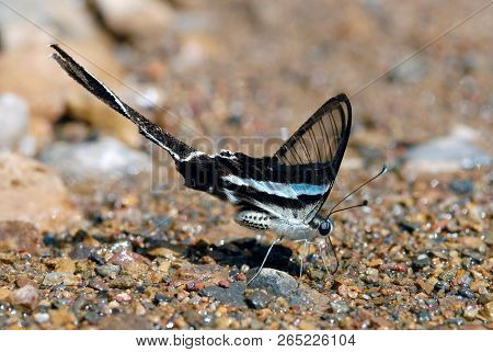 Green Dragontail (lamproptera Meges) At Keang Krachan National Park, Thailand.