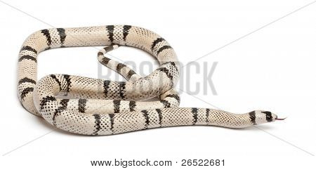 Ghost Honduran milk snake, Lampropeltis triangulum hondurensis, in front of white background