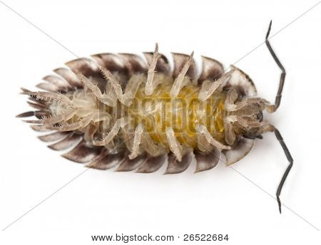 High Angle View of Kopf gemeinsame Motorradhelm, Oniscus Asellus, in front of white background
