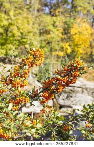 Branches Of Pyracantha With Orange Berries In The Autumn