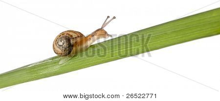 Haven sneglen på blad, Helix aspersa, foran hvid baggrund