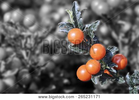 Berries Of Solanum Pseudocapsicum (jerusalem Cherry) On Black And White Background