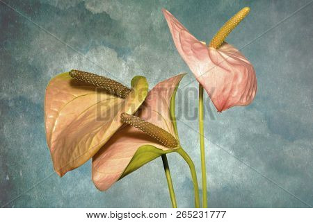 Isolated On Multicolor Background The Anthurium Andraeanum (a Herbaceous Plant From The Rain Forests