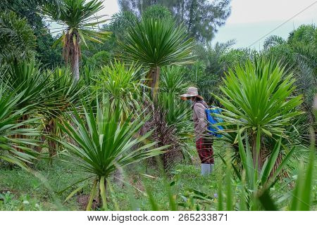 Agriculturist. Spraying Pesticides Fertilizers, Agriculturist Uses Chemicals On The Farm, Farmers Us