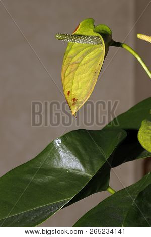 Close-up Of An Anthurium Andraeanum (a Herbaceous Plant From The Rain Forests Of Central And South A